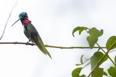 Low angle view of bird perching on tree against sky