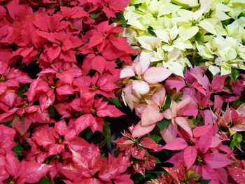 High angle view of pink flowering plants