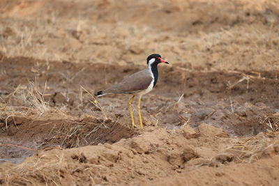 Close -up of a red wattled lapwing on dry ground in jaipur, outdoors birds , red wattled lapwing