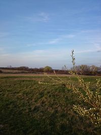 Scenic view of grassy field against sky