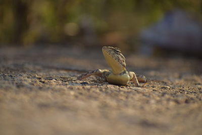 Close-up of lizard