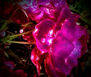 Close-up of pink rose