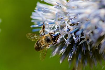 Close-up of bee pollinating on flower