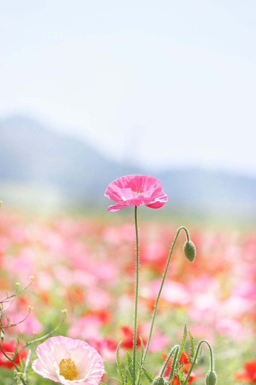 flower, flowering plant, freshness, pink color, plant, beauty in nature, vulnerability, fragility, growth, petal, close-up, flower head, focus on foreground, nature, inflorescence, no people, day, plant stem, land, field, outdoors