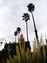 Low angle view of coconut palm trees against sky