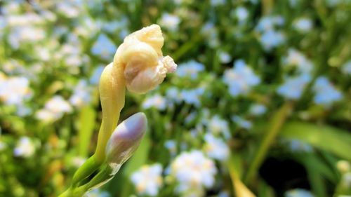 Close-up of flowers