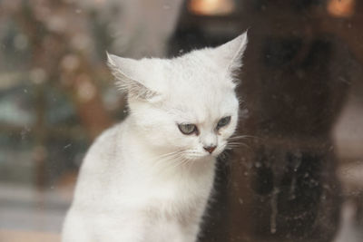 Close-up of cat looking away