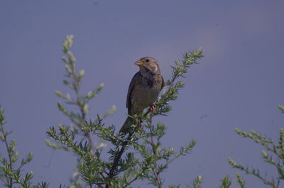 Low angle view of eagle perching on tree