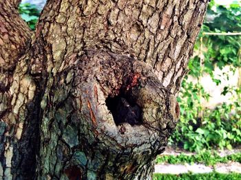 Close-up of tree trunk