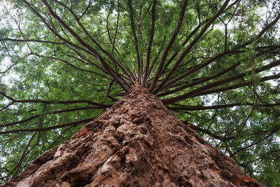 Low angle view of tree