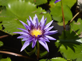 Close-up of purple water lily in pond