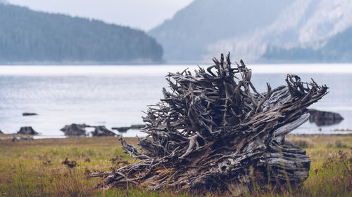 Close-up of tree stump by sea against sky