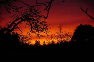Silhouette of trees at sunset
