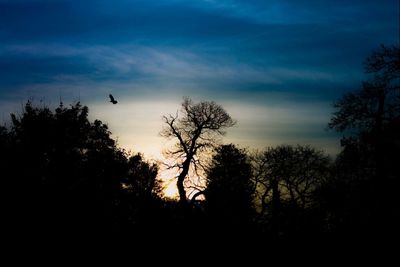 Low angle view of birds flying in sky