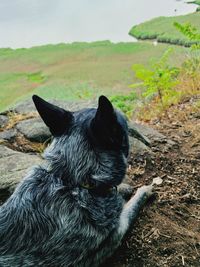 Black dog looking away