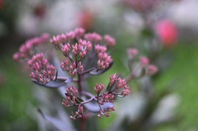 Close-up of pink flowering plant