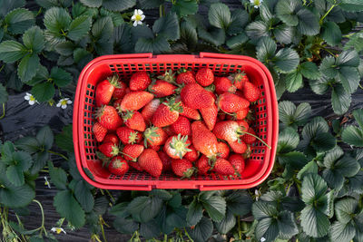 High angle view of strawberries in basket