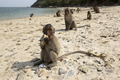 Side view of monkey sitting on beach