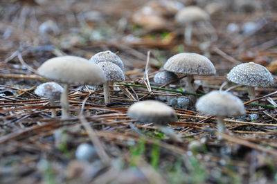 Close-up of mushrooms growing on field