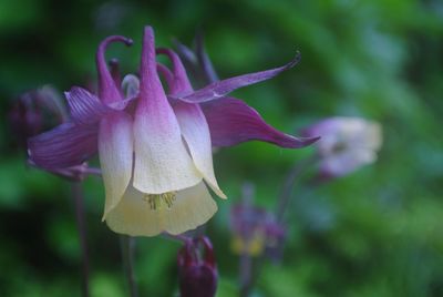 Close-up of purple flowers