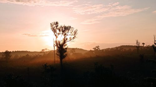 Silhouette trees against sky during sunset