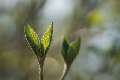 Close-up of fresh green plant