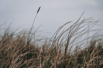 Close-up of stalks in field against sky