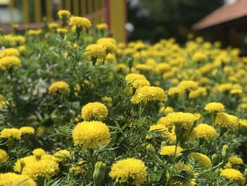 Close-up of yellow flowers on field