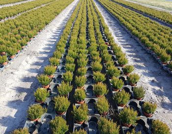 High angle view of succulent plants on field