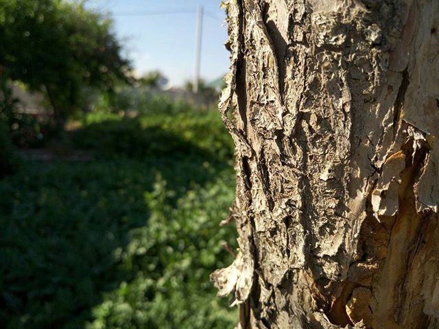 tree, tree trunk, growth, focus on foreground, close-up, wood - material, nature, textured, plant, day, selective focus, outdoors, tranquility, no people, weathered, growing, bark, sky, sunlight, old