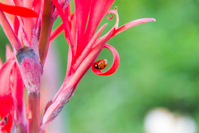 Close-up of wet red flower