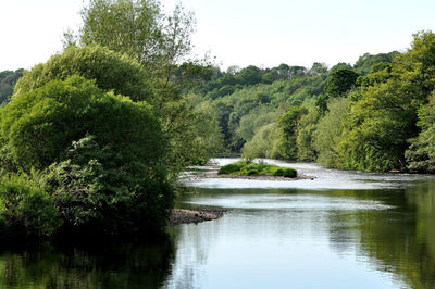 Scenic view of lake amidst trees against clear sky