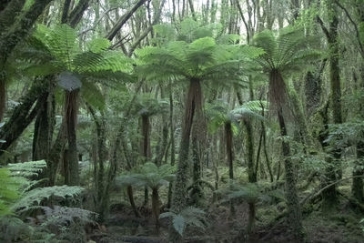 View of trees in forest