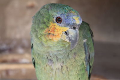 Close-up portrait of parrot