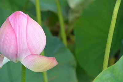 Close-up of pink water lily