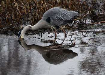 Side view of a bird drinking water