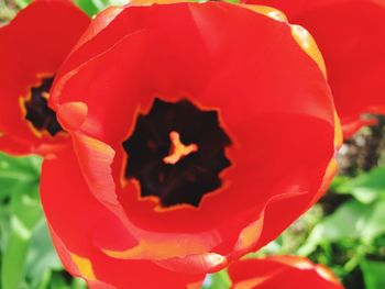 Close-up of red poppy blooming outdoors