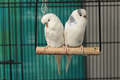 Close-up of parrot perching in cage