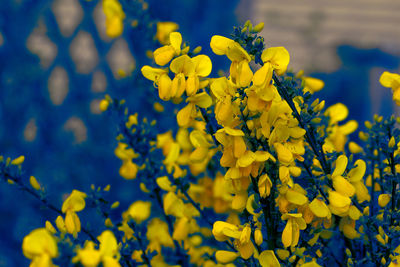 Close-up of yellow flowers blooming in field