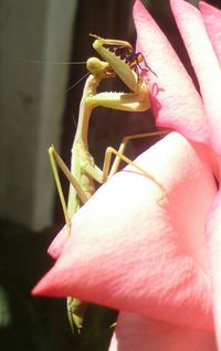 Close-up of pink rose