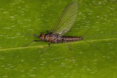 Close-up of insect on leaf