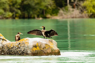 Cormorant with spread wings at lake