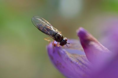 Close-up of insect on flower