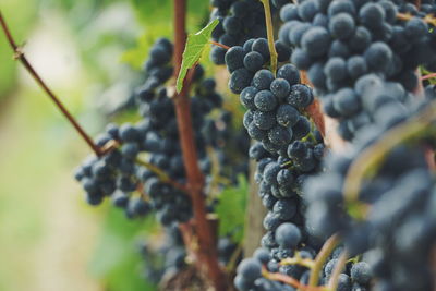 Grapes growing in vineyard