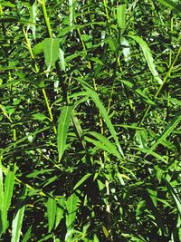 Full frame shot of plants growing on field