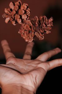 Cropped hand of person catching pine cones