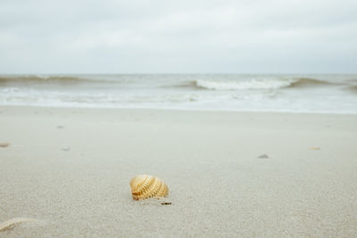 Close-up of seashell at beach