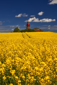 Scenic view of oilseed rape field against sky