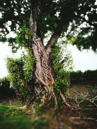 Close-up of tree trunk in forest