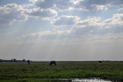 View of sheep grazing in field